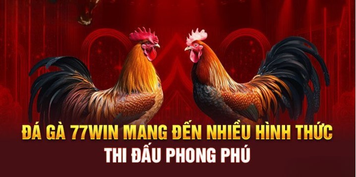 Những ưu điểm nổi trội thu hút người chơi tham gia đá gà 77win